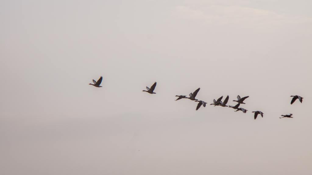 Geese Flying Over